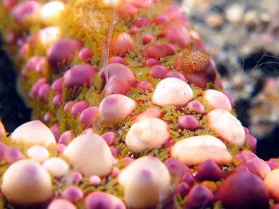 Macro Bumpy Starfish