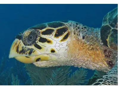 Hawksbill turtle close-up