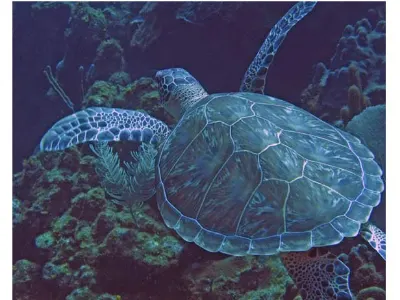 Sea turtle gliding over the reef
