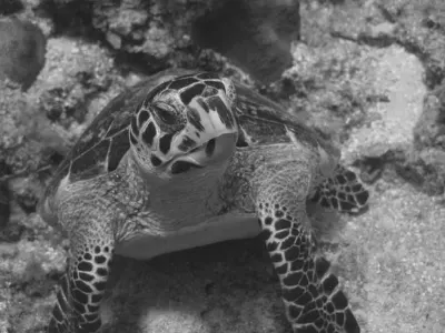 Sea turtle, in black and white