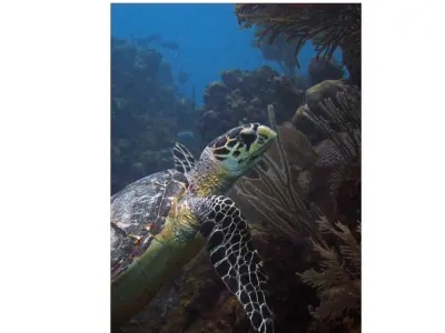 Sea turtle beside the reef wall