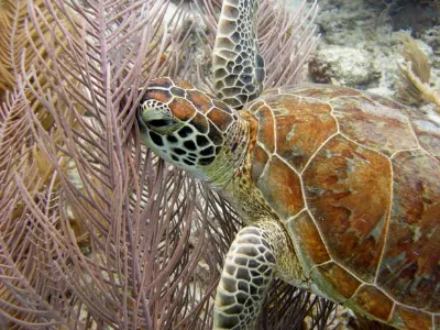 Oops — a turtle among the sea plumes