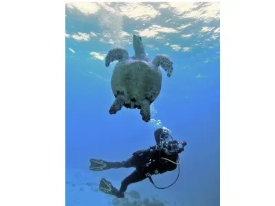 Sea turtle swimming above a diver