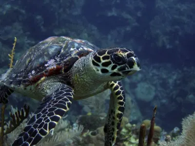 Hawksbill turtle on the reef