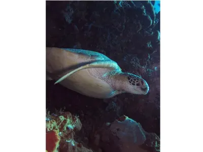 Sea turtle resting in a crevice