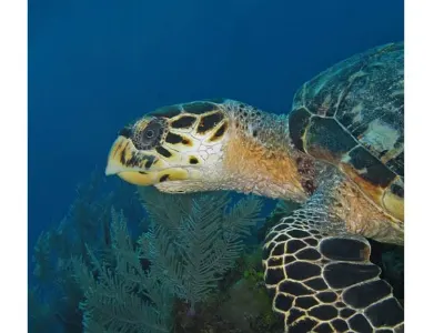 Hawksbill turtle