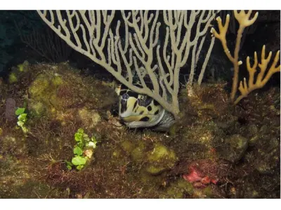 Turtle tucked under a sea fan