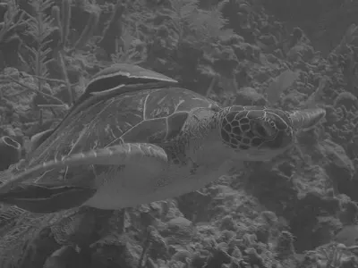 Sea turtle, in black and white