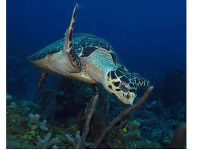 Hawksbill turtle swimming