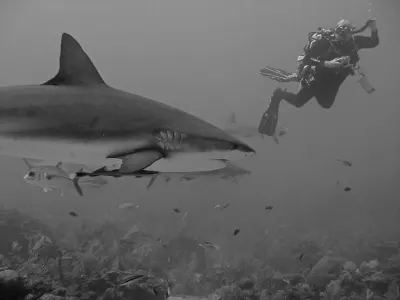 Reef shark and diver, in black and white