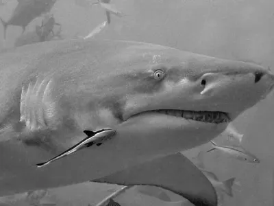 Shark with a remora, in black and white