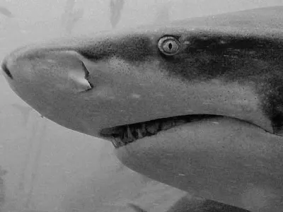 Shark close-up, in black and white