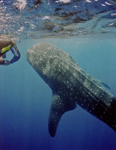 Whale shark