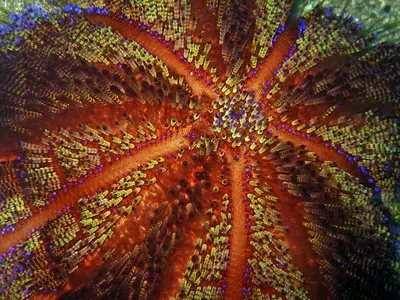 Fire urchin