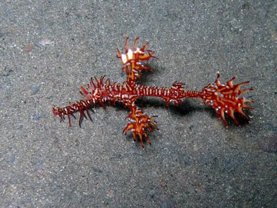 Ghost pipefish