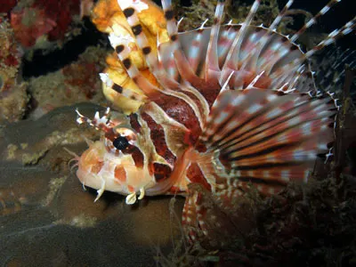 Lionfish