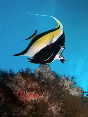 Moorish idol