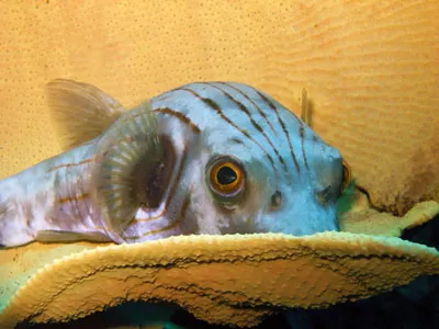Peeking puffer