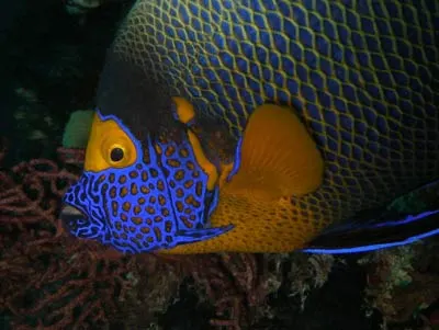Yellowmask angelfish