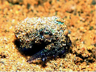 Bobtail Squid Rising