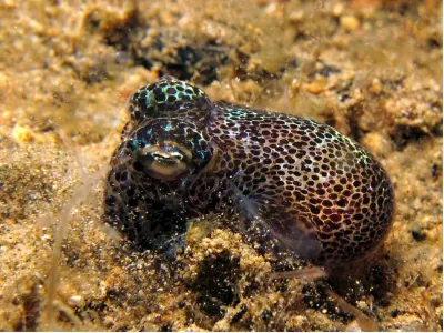 Bobtail Squid