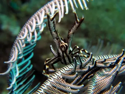Elegant Squat Lobster