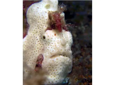 FFrogfish Face