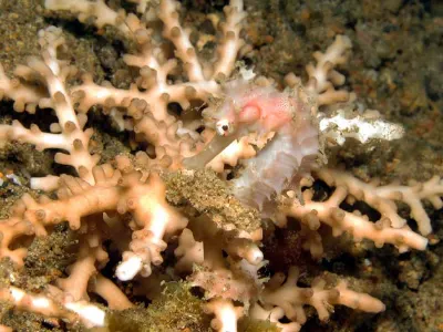 Seahorse Camouflaged