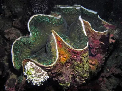 Giant Clam
