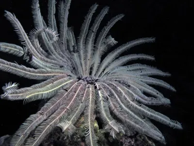 Crinoid Open