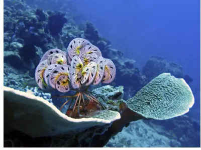 Crinoid CClosed