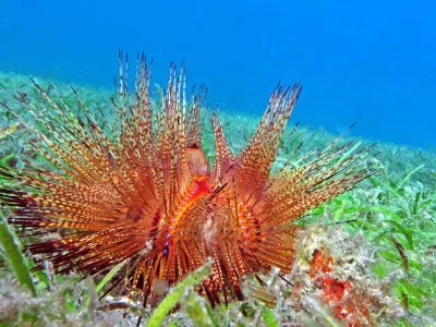 Fire Urchin