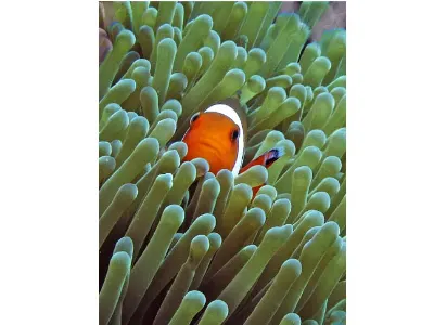 Anemone Clownfish