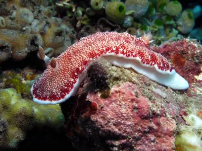 Reticulated Chromodoris