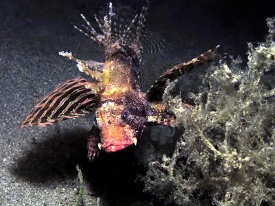 Lionfish