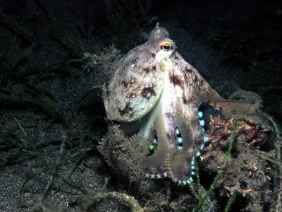 Octopus