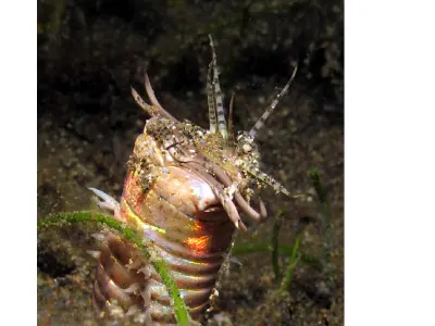 Bobbit Worm