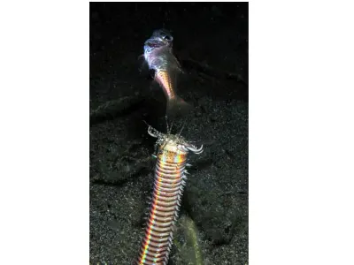Bobbit Worm Feeding