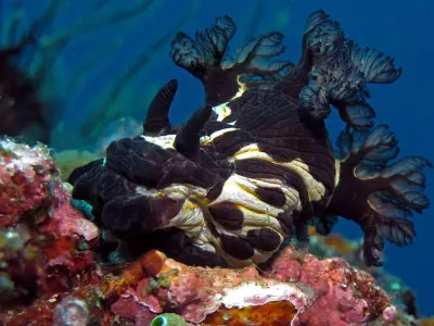 Nudibranch