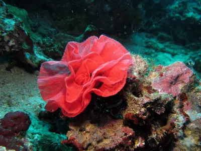 Spanish Dancer Eggs