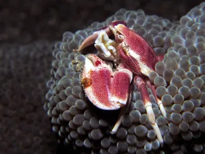 Porcelain Crab Macro