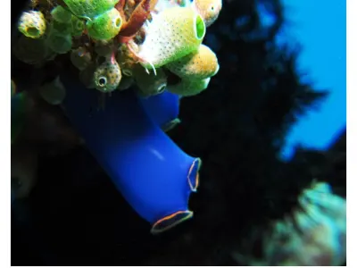 Tunicates