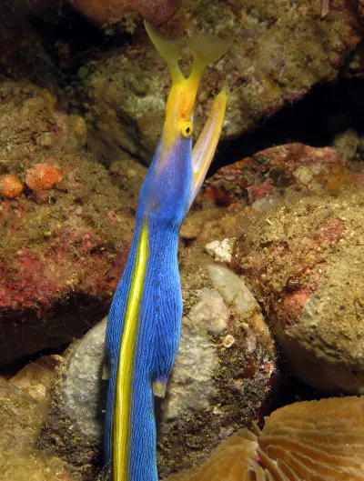 Ribbon Eel