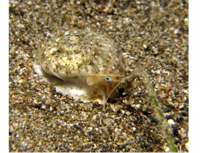 Tiny Crab