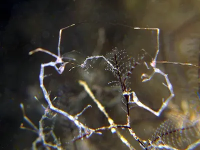 Skeleton Shrimp
