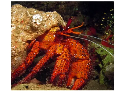 Speckled Hermit Crab