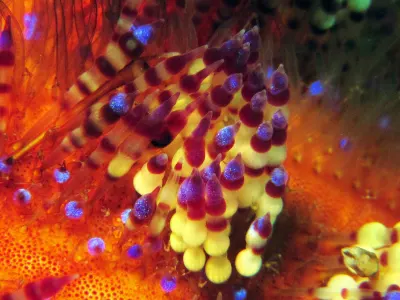 Urchin Candles