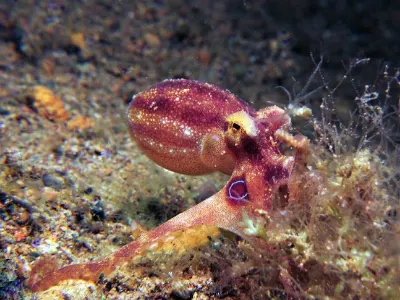 Ocellate Octopus Matati