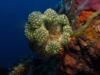 Tunicate Ball