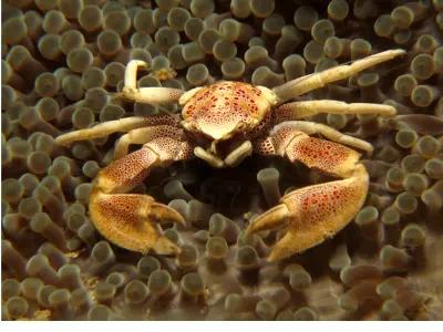 Porcelain Crab